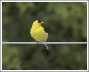 goldfinch1.webp