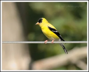 goldfinch2.webp