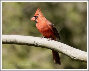 cardinal2.webp