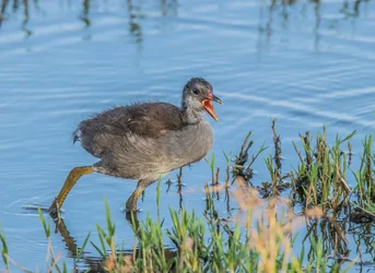 684 baby gallinule cvt.webp