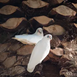 cockatoos.webp
