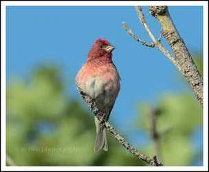 Pfinch3.webp
