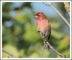 Pfinch.webp