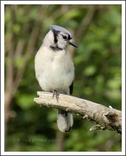 bluejay2(1).webp