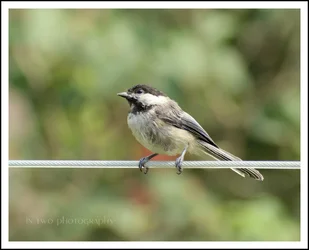 chickadee2.webp