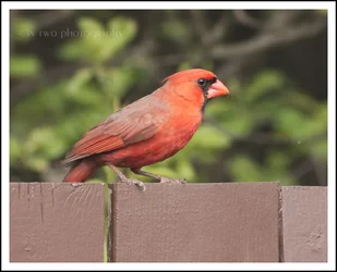 cardinal3.webp