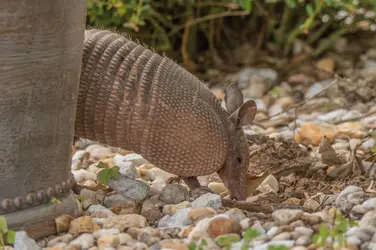 370 Armadillo flower bed cvt.webp