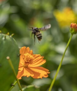 357-bee-flying-from-flower-cvt-fn (2).jpg