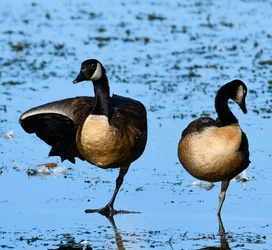 geese0970.webp