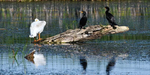 cormorant1105.webp
