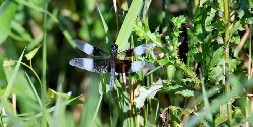 dragonfly1094.webp