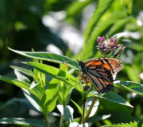 monarch1224.webp