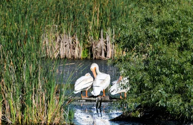 pelican2.webp