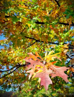 $fall trees at NM.small.webp