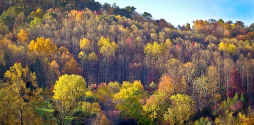 $fall scene from NM 2.small.webp