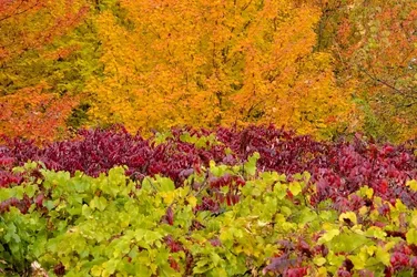 $_DSC0068.webp