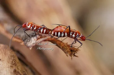 $a_bugs_love.webp
