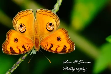 $butterfly1.webp