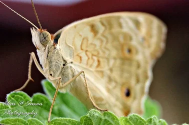 $butterfly2.webp