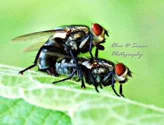$flies_mating.webp