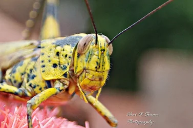 $grasshopper1.webp