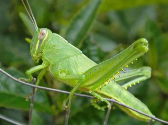 $grasshopper3.webp