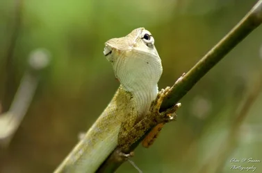 $lizard4.webp