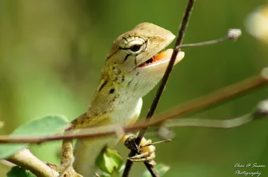 $lizard6.webp