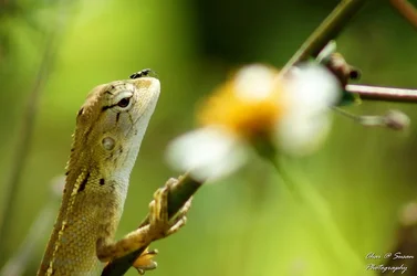 $lizard7.webp