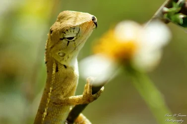 $lizard8.webp