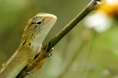 $lizard5.webp