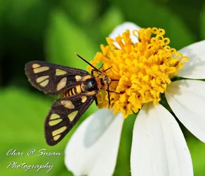 $butterfly_nectar.webp