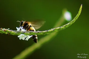 $bee06.webp