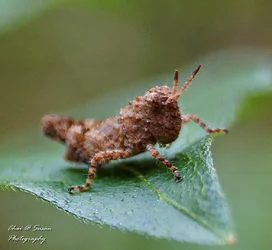 $grasshopper4.webp