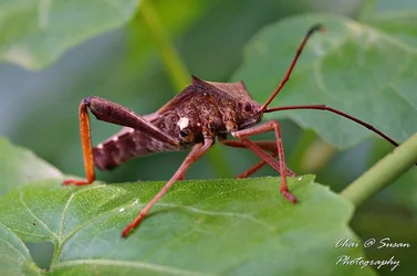 $bug1.webp