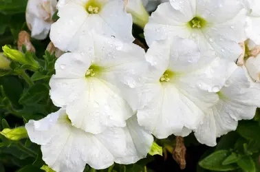 $white blooms infront of MMS.small.webp