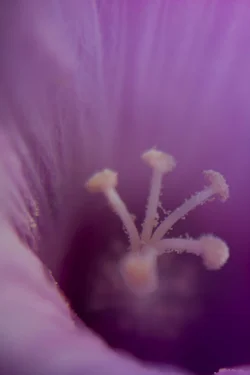 $flowersf.webp