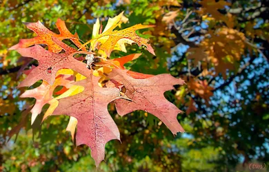 $leaves on a tree2.small.webp