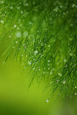 $water drop in leaf.webp