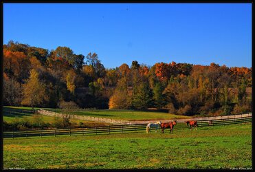 $Chester County Horse Farm.jpg