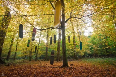 $skateboards-in-the-woods.webp