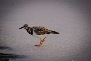 $bird for site.webp