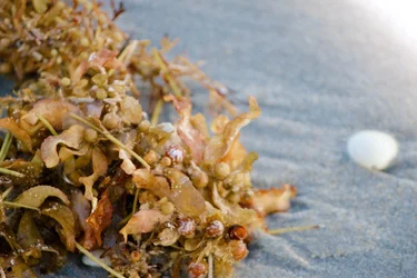 $seaweed for site.webp