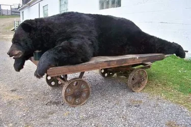 $746 lbs Potter County.webp