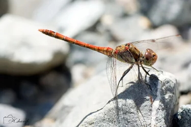 $Damesfly-6.webp