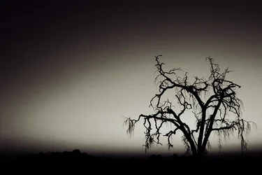 $deadtree_resized.webp