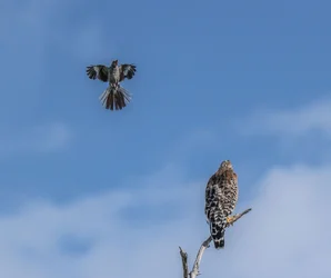 179-Mockingbird-&-Hawk-cvt-f (2).webp 179-Mockingbird-&-Hawk-cvt-f (2).webp