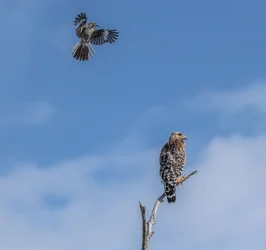 180-Mockingbird-&-Hawk-cvt-f (2).webp 180-Mockingbird-&-Hawk-cvt-f (2).webp