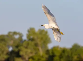 Egrets&Eagles-200.jpg Egrets&Eagles-200.jpg