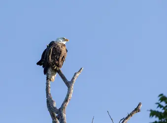 Egrets&Eagles-328.jpg Egrets&Eagles-328.jpg